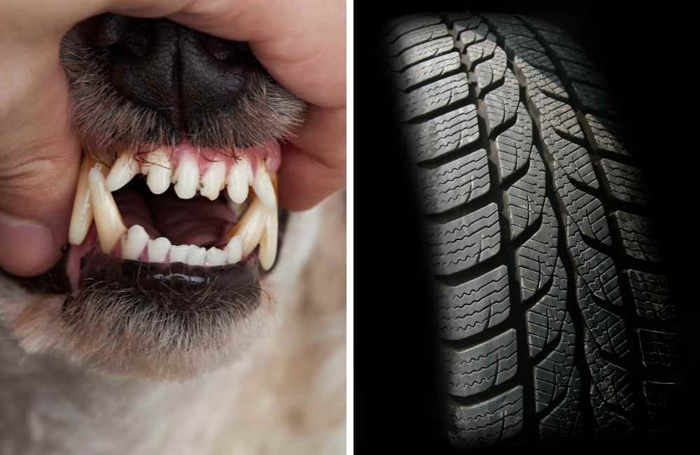 Dog chewing on tire