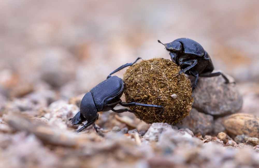 Dung Beetles