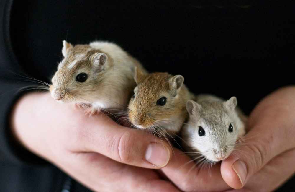 Gerbils