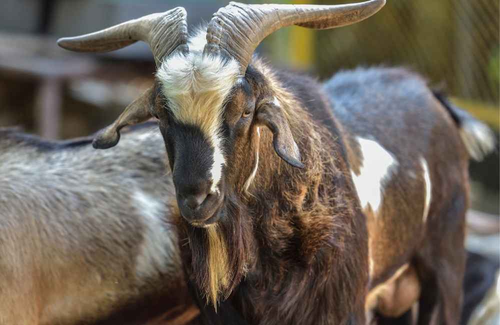 Male goats