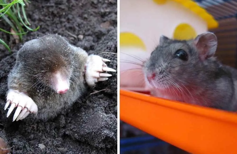 Mole and hamster