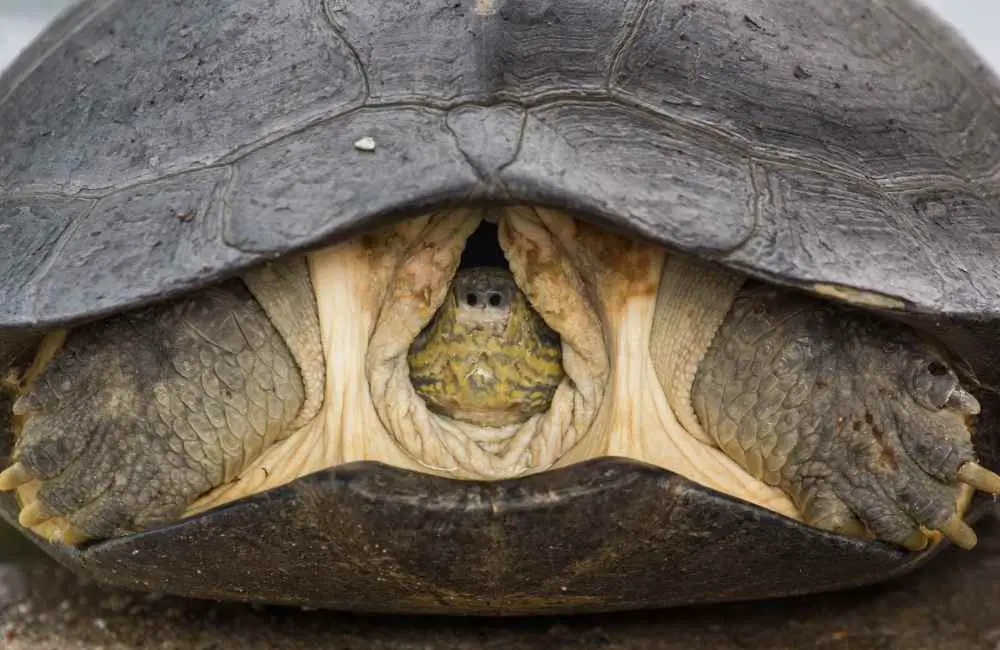 Turtle with head inside shell
