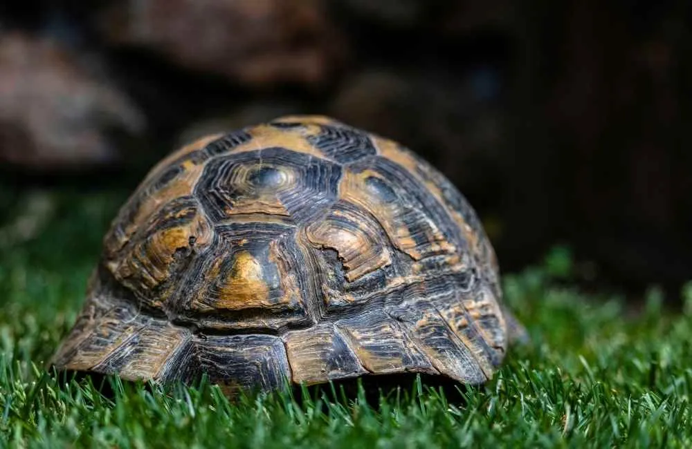Turtle inside shell