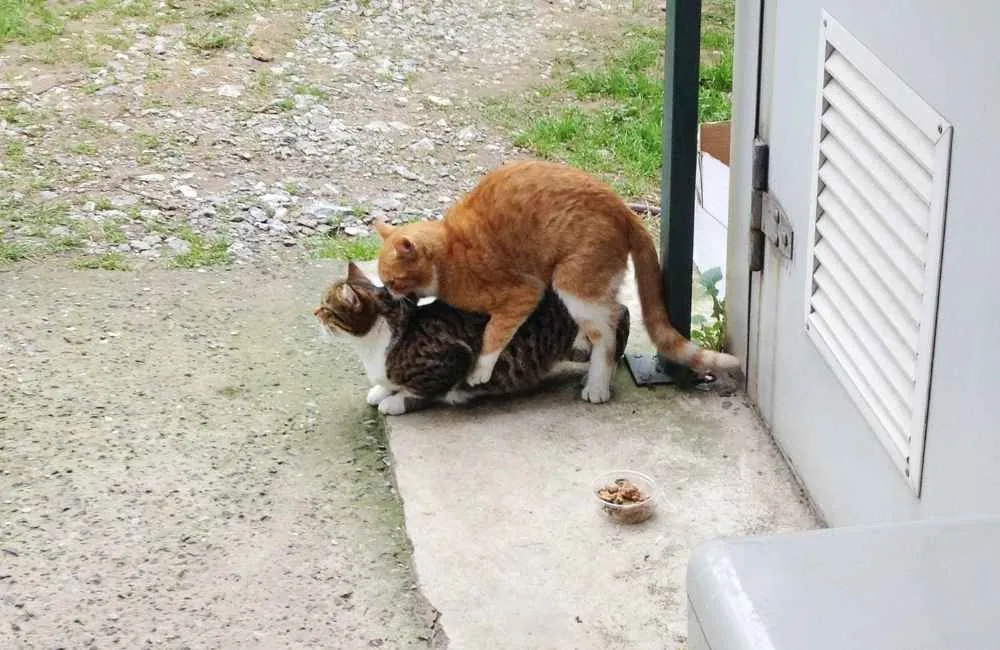 Two cats mating