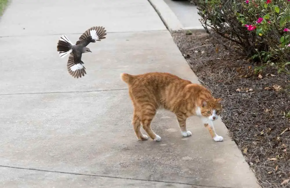 bird swooping down on cat