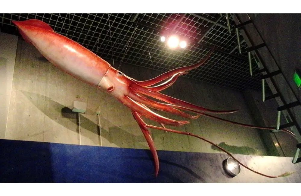 Colossal squid