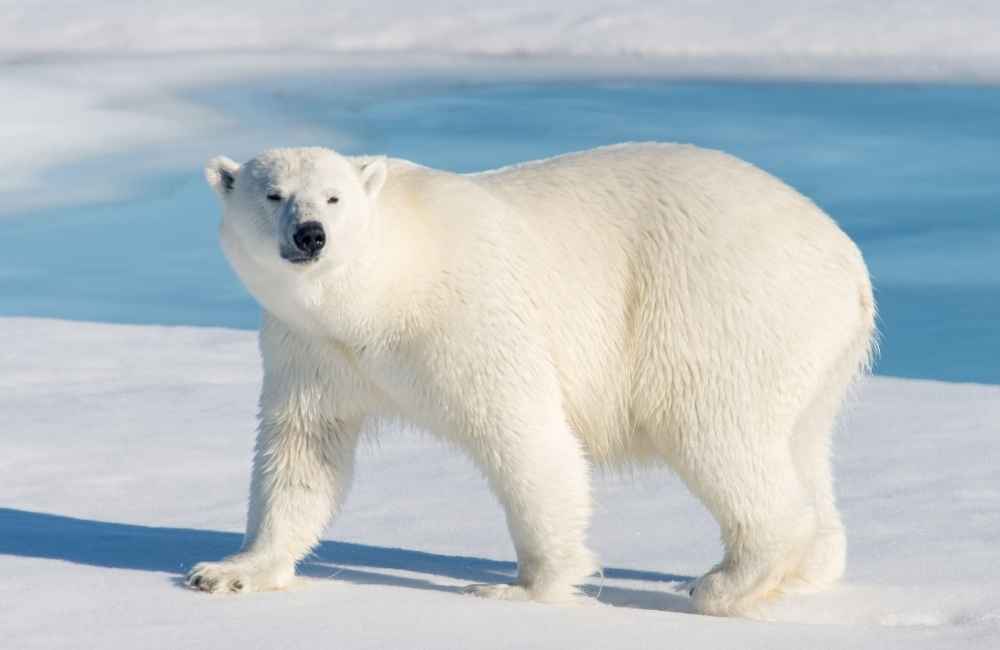 Polar Bear_030322