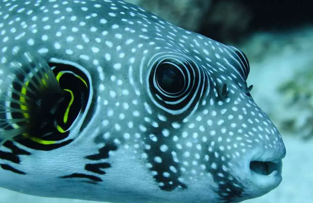 Top 14 Sea Creatures With Big Eyes - Animal Kooky