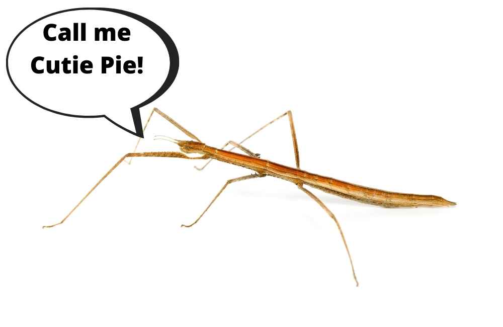 Stick insect_cute