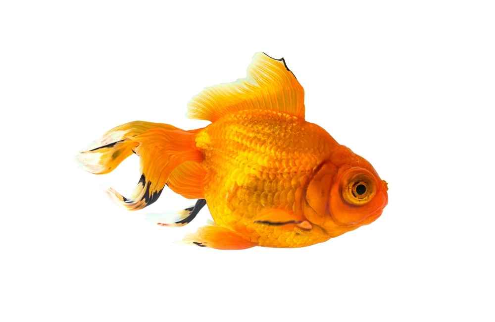 Telescope Goldfish