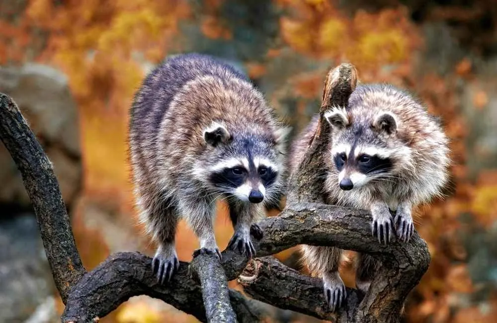 racoons