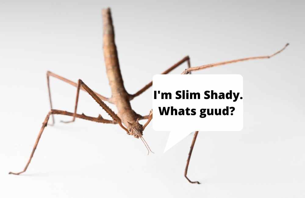 stick insect_funny