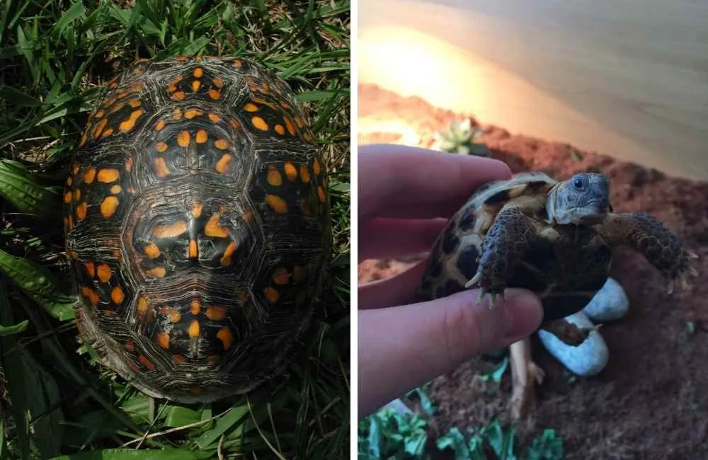 Boc turtle vs Russian Tortoise