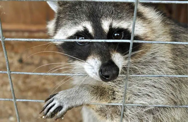 How To Stop Raccoons From Pooping In Your Yard Animal Kooky   Racoon Cage 180422 768x499 