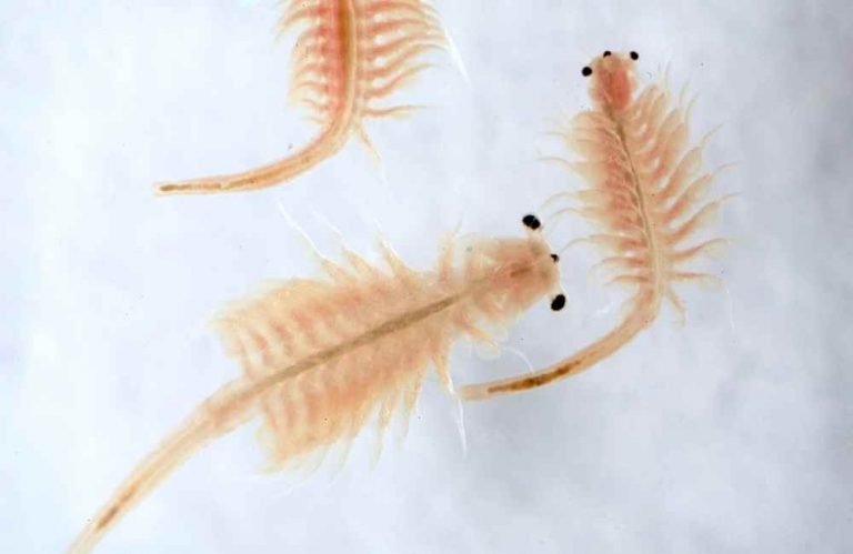 Sea Monkeys Vs Brine Shrimp What S The Difference Animal Kooky   Brine Shrimp 130420 768x499 