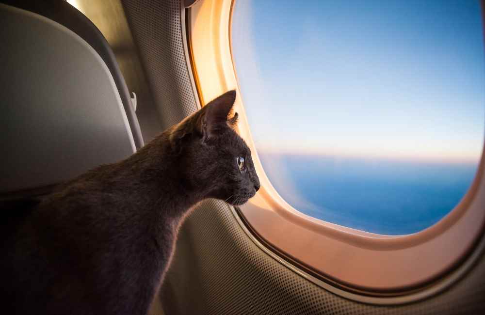Cat looking out window of plane