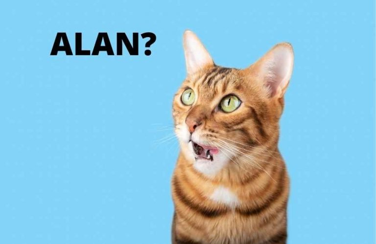 Funny Human Names For Cats