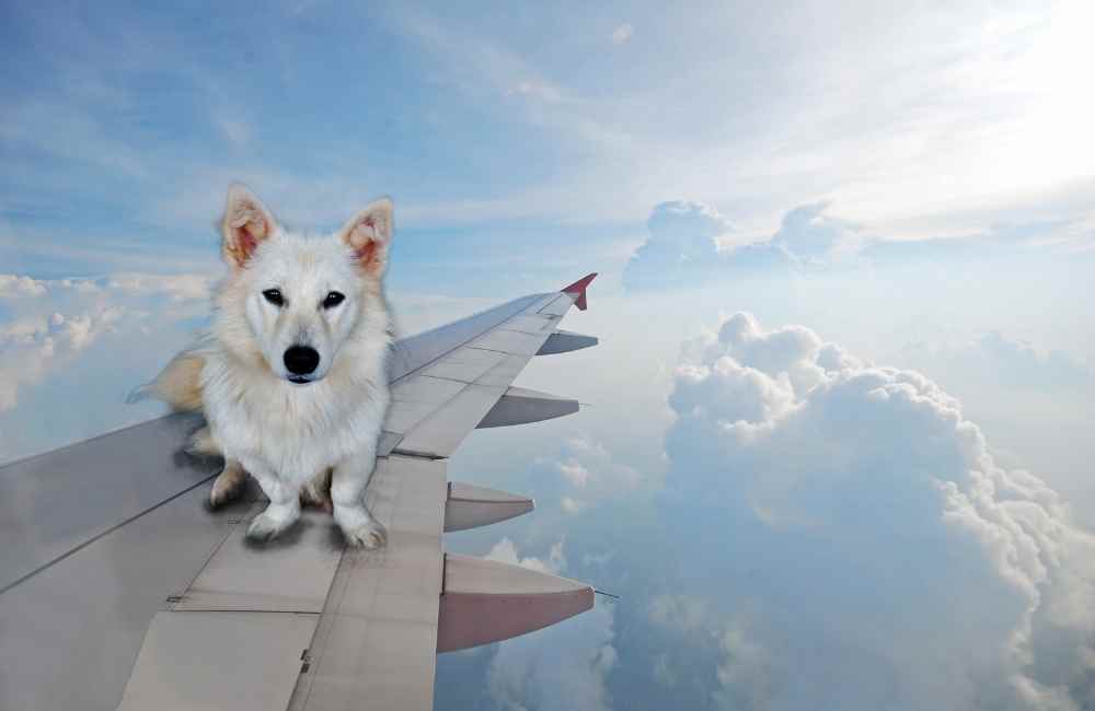 Dog funny on plane_280522