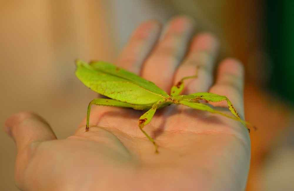 LeafInsect