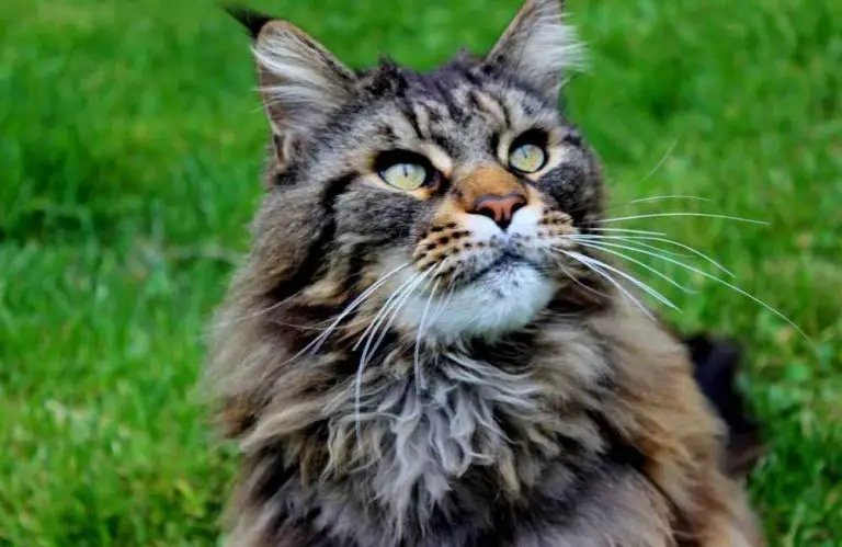 Top 10 Animals with the Longest Whiskers - Animal Kooky