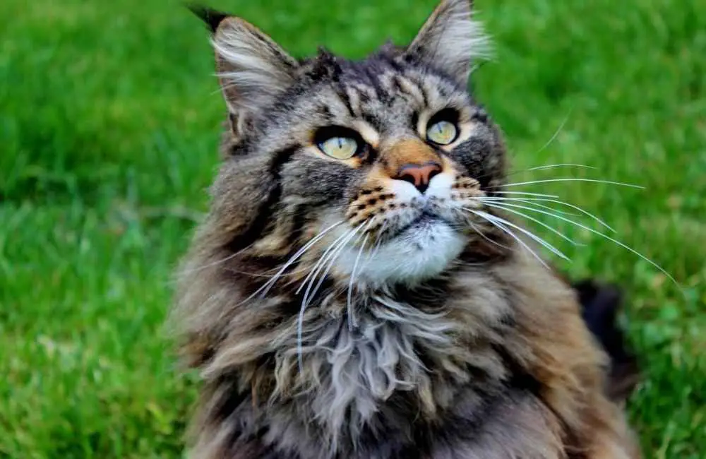 Maine Coon Cat_ whiskers