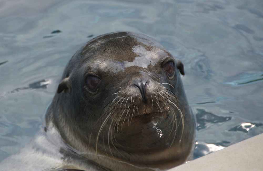SeaLion_whiskers