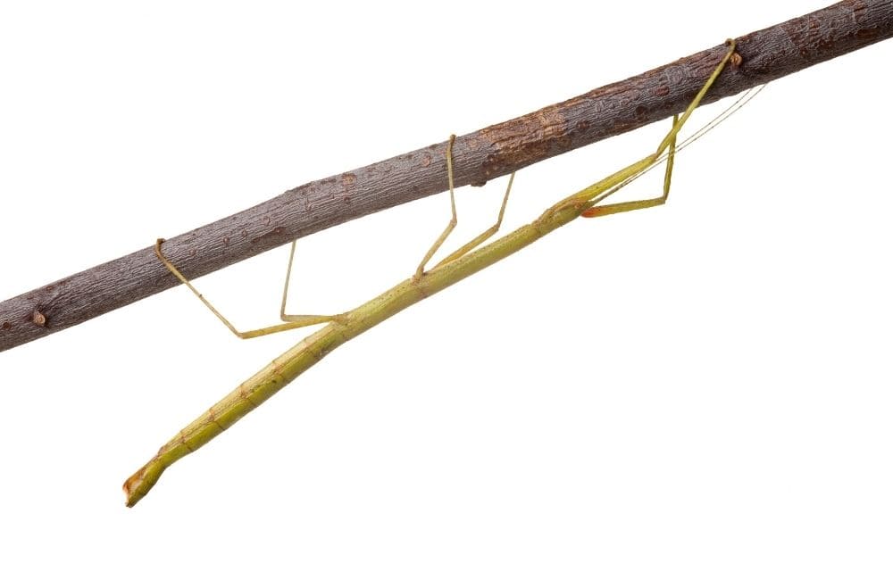 Stick Insects_220522