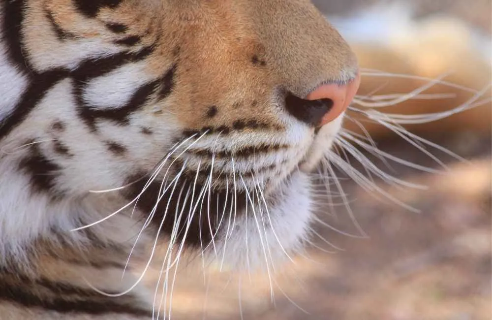 Tiger_whiskers