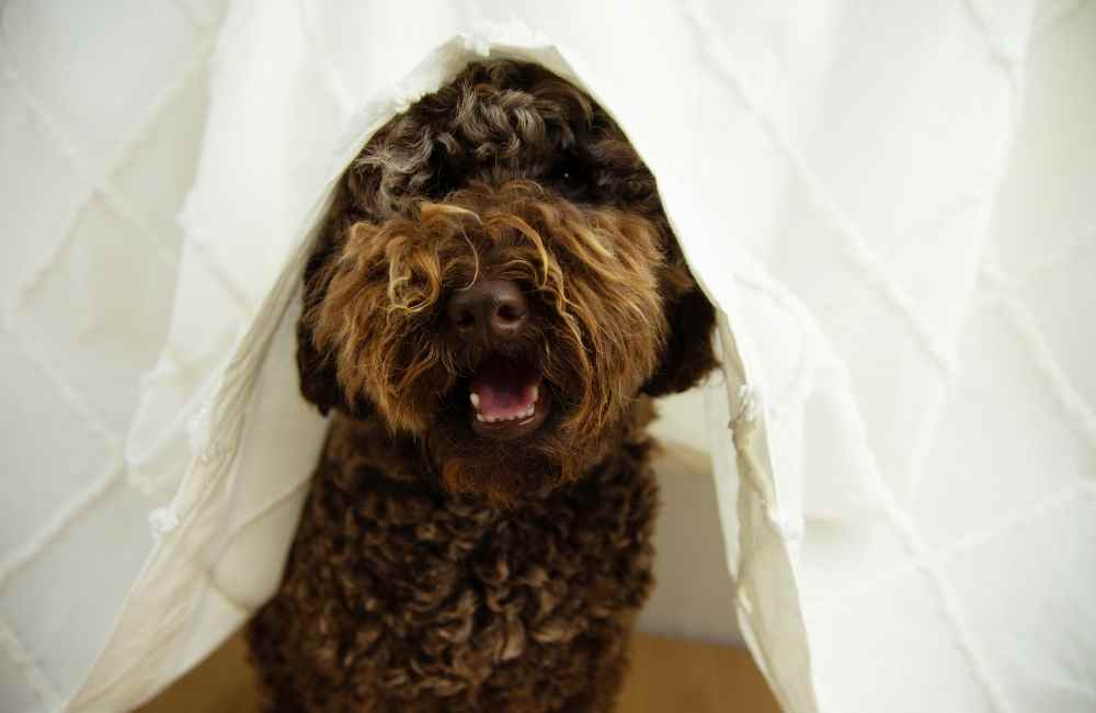 Dog hiding under covers