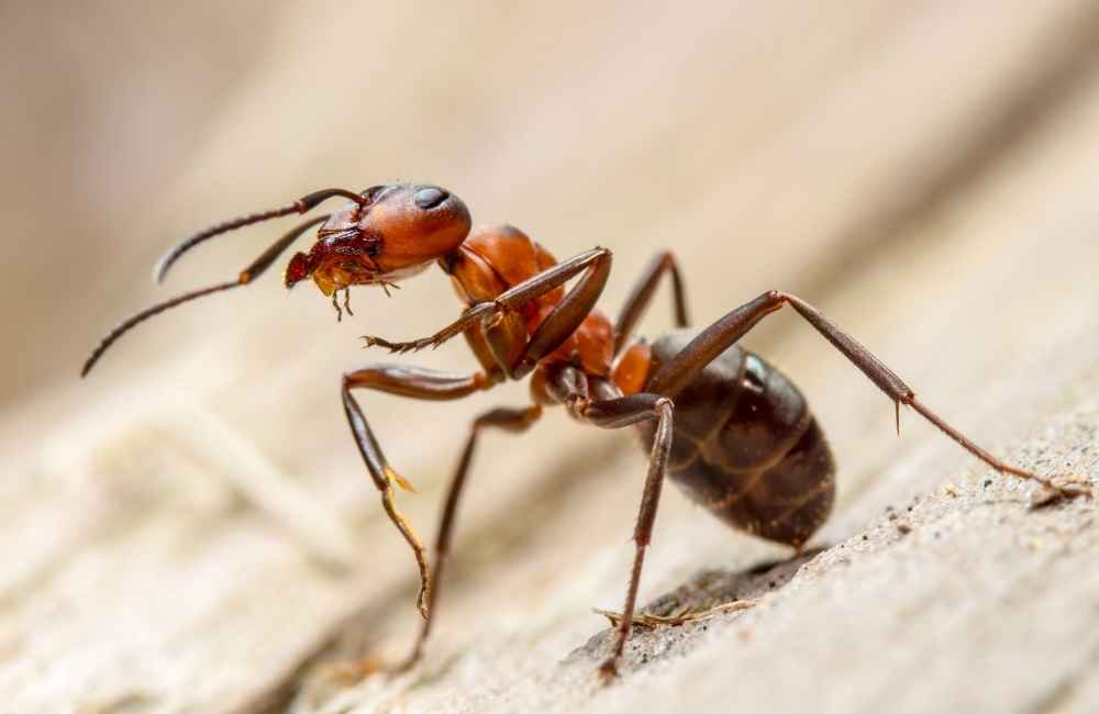 Red Wood Ants