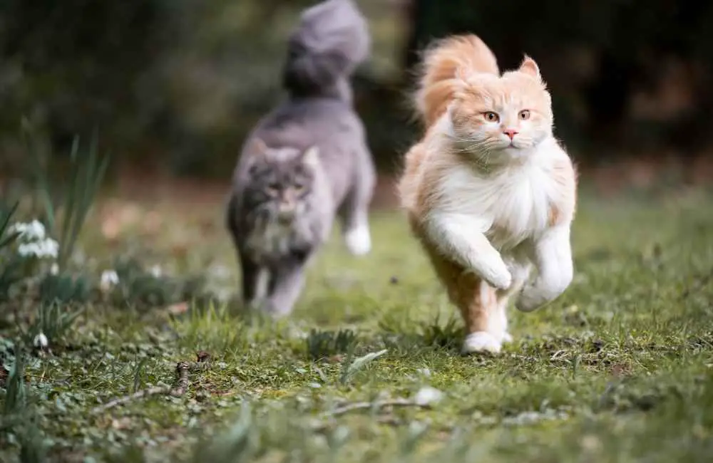 Cat running after ball