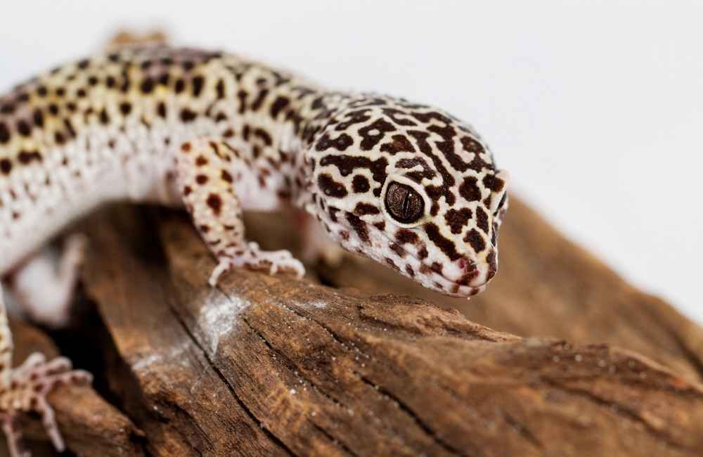 LeopardGecko