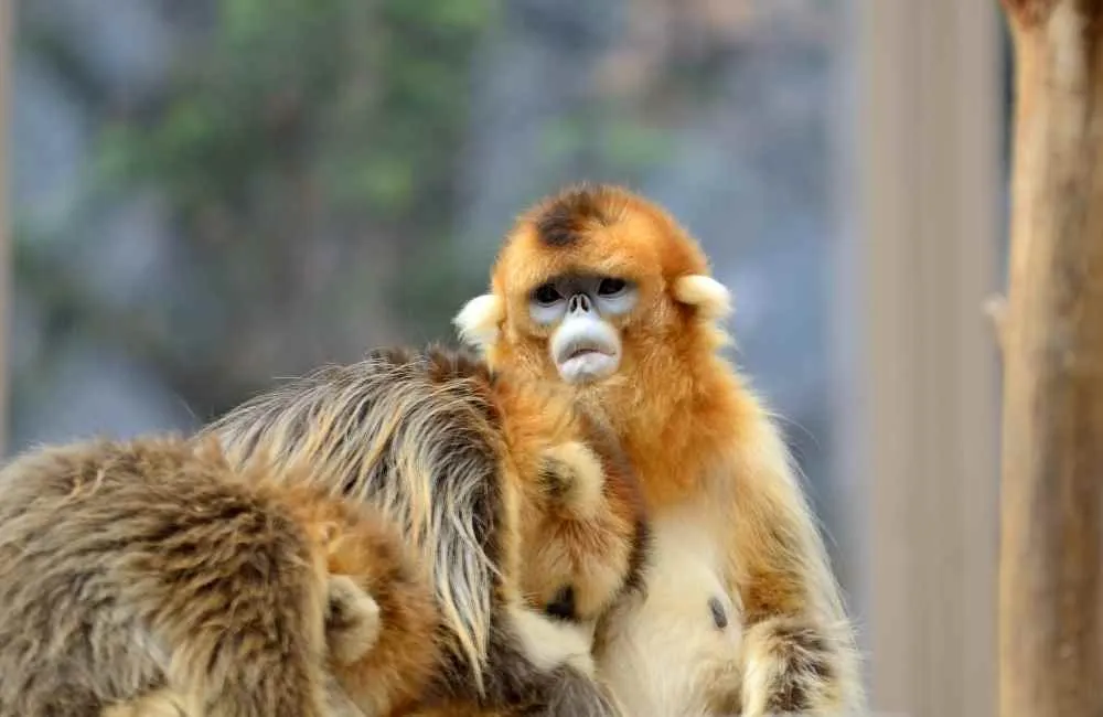 Snub Nosed Monkey