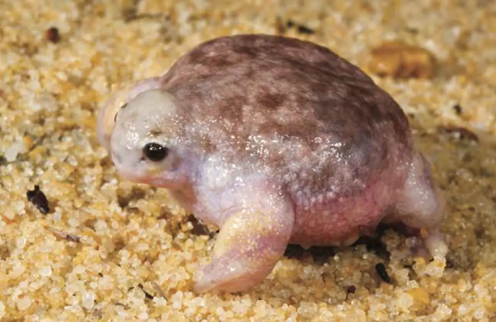Top 22 Animals That Are So Ugly They're Cute - Animal Kooky