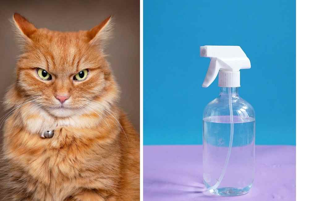 Cat and spray water bottle