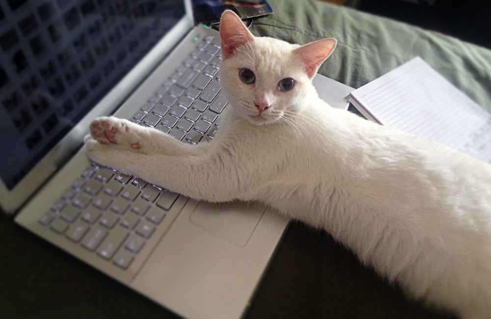 Cat lying down on laptop