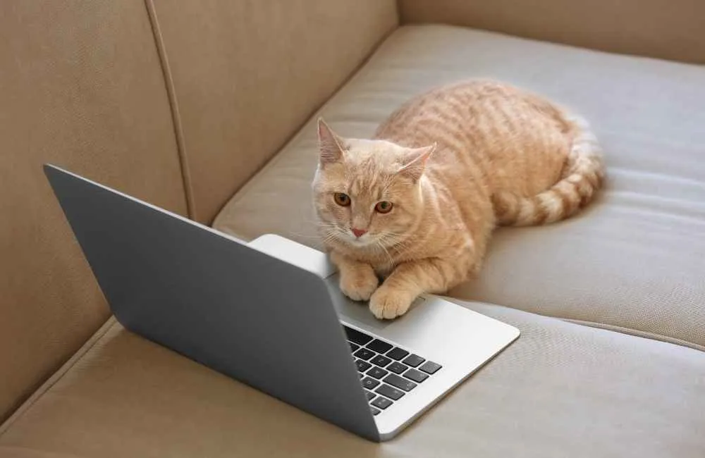 Cat resting on laptop