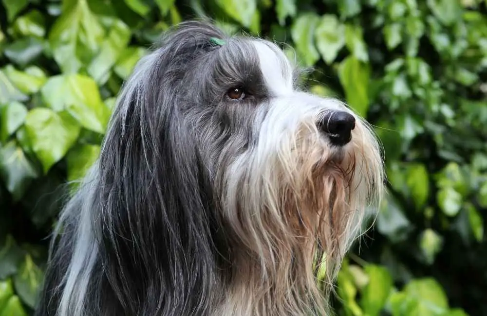 100 + Names for Dogs With Beards - Animal Kooky