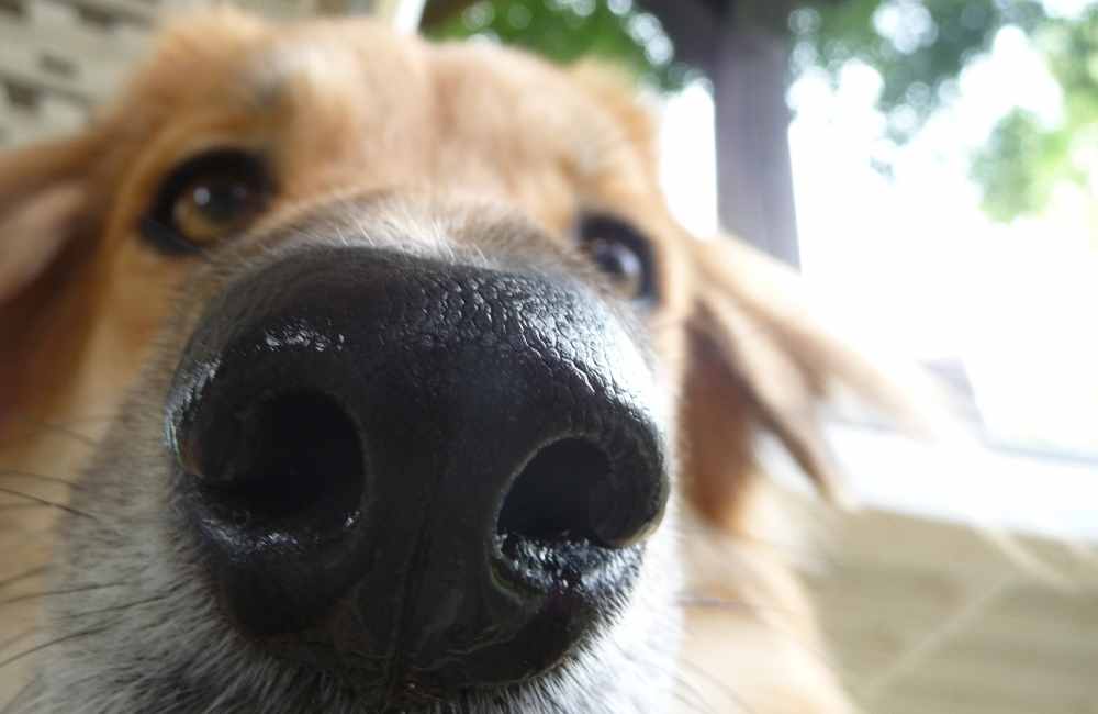 Nose of Dog