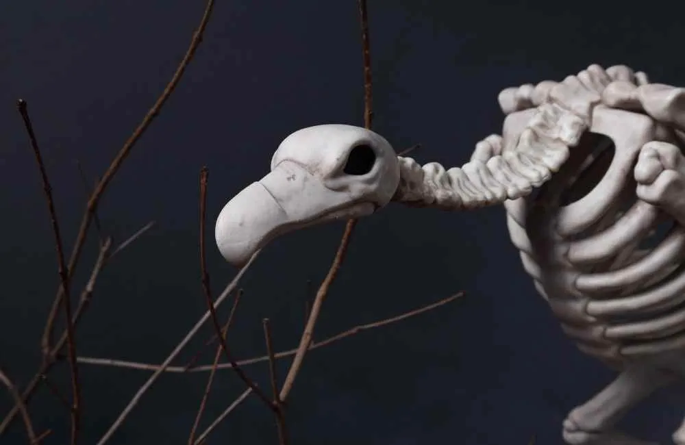 Vulture skeleton
