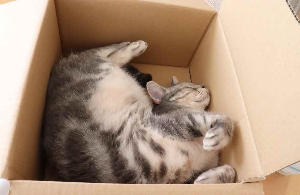 Cat inside cardboard box