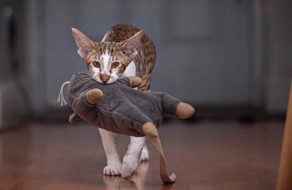 Cat carrying soft toy in mouth