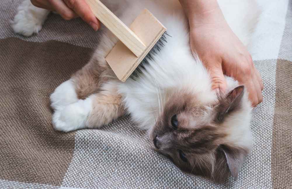 Cat getting groomed with brush