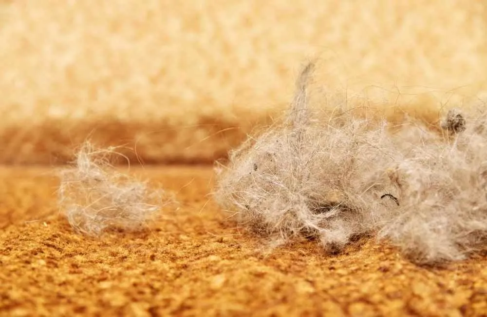 cat hair clump