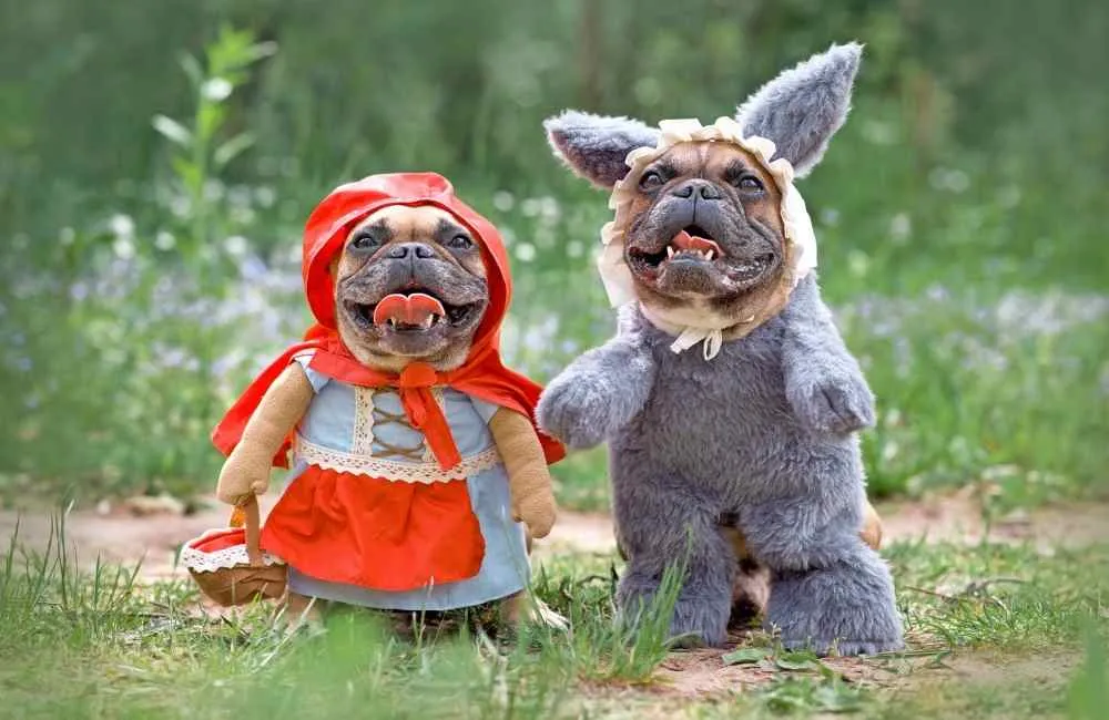 Little red riding hood and rabbit dog costume
