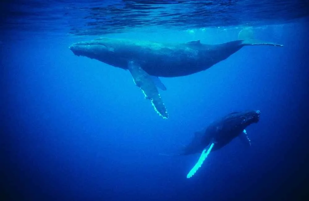 Whales in deep blue sea