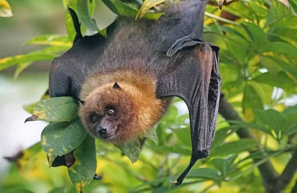 Bat Hanging upside down