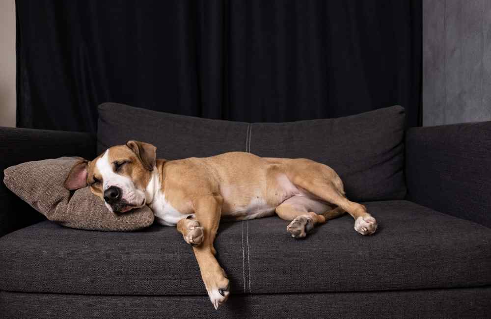 Dog lying on couch
