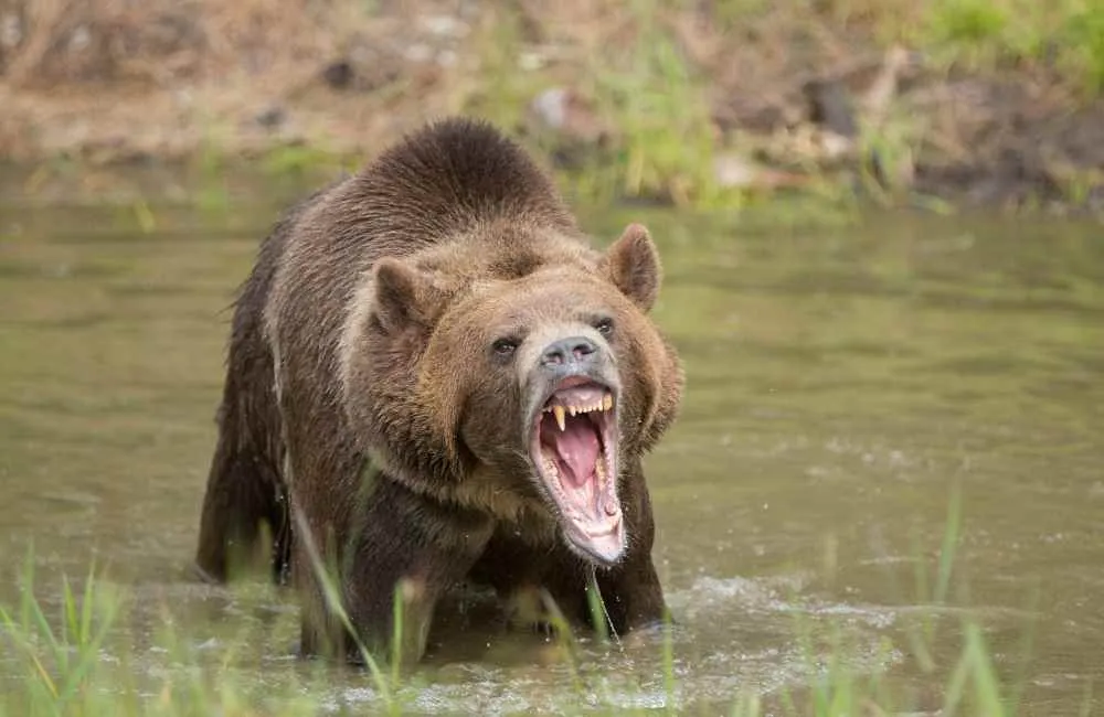 Grizzly bear with mouth open showing teeth