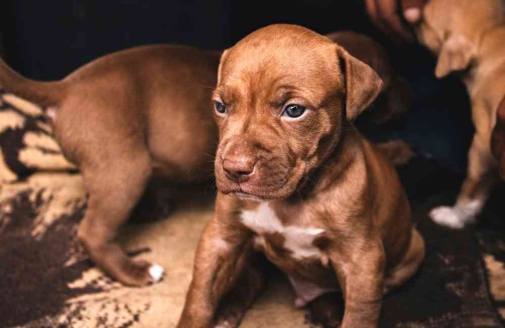 Pitbull terrier puppy with green eyes